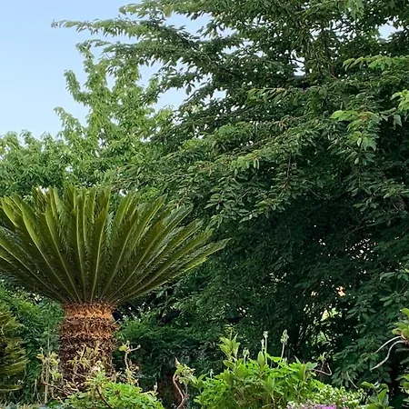 Il Ciliegio