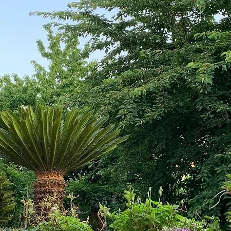 Il Ciliegio